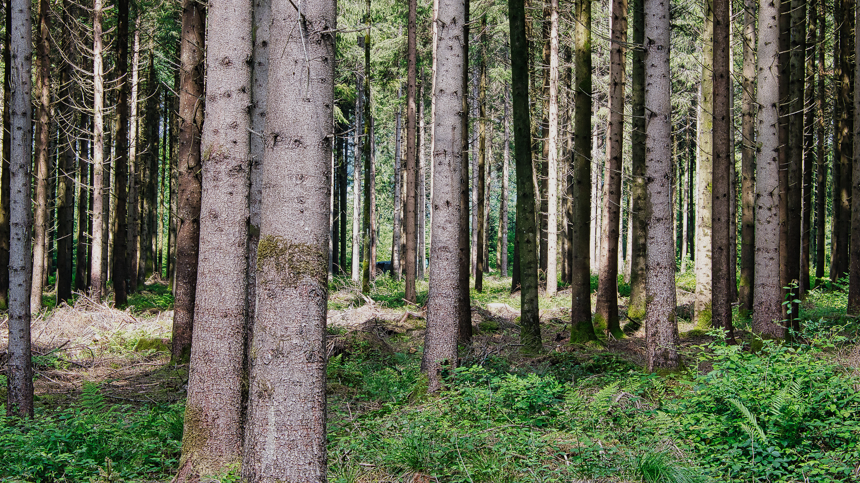 engagement durable-forêt-bois-suisse